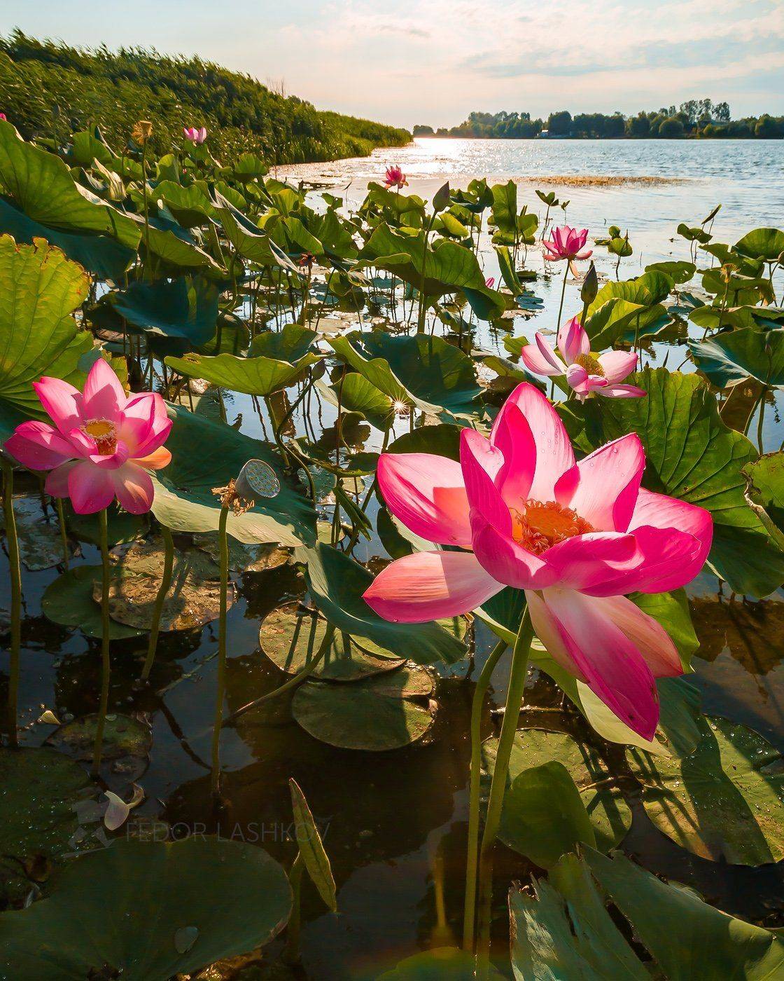 астраханская область, астраханский заповедник, река, вода, волга, лотос, лотосы, путешествие, цветок, дельта волги, листья, зелёный, вода, розовый,, Лашков Фёдор