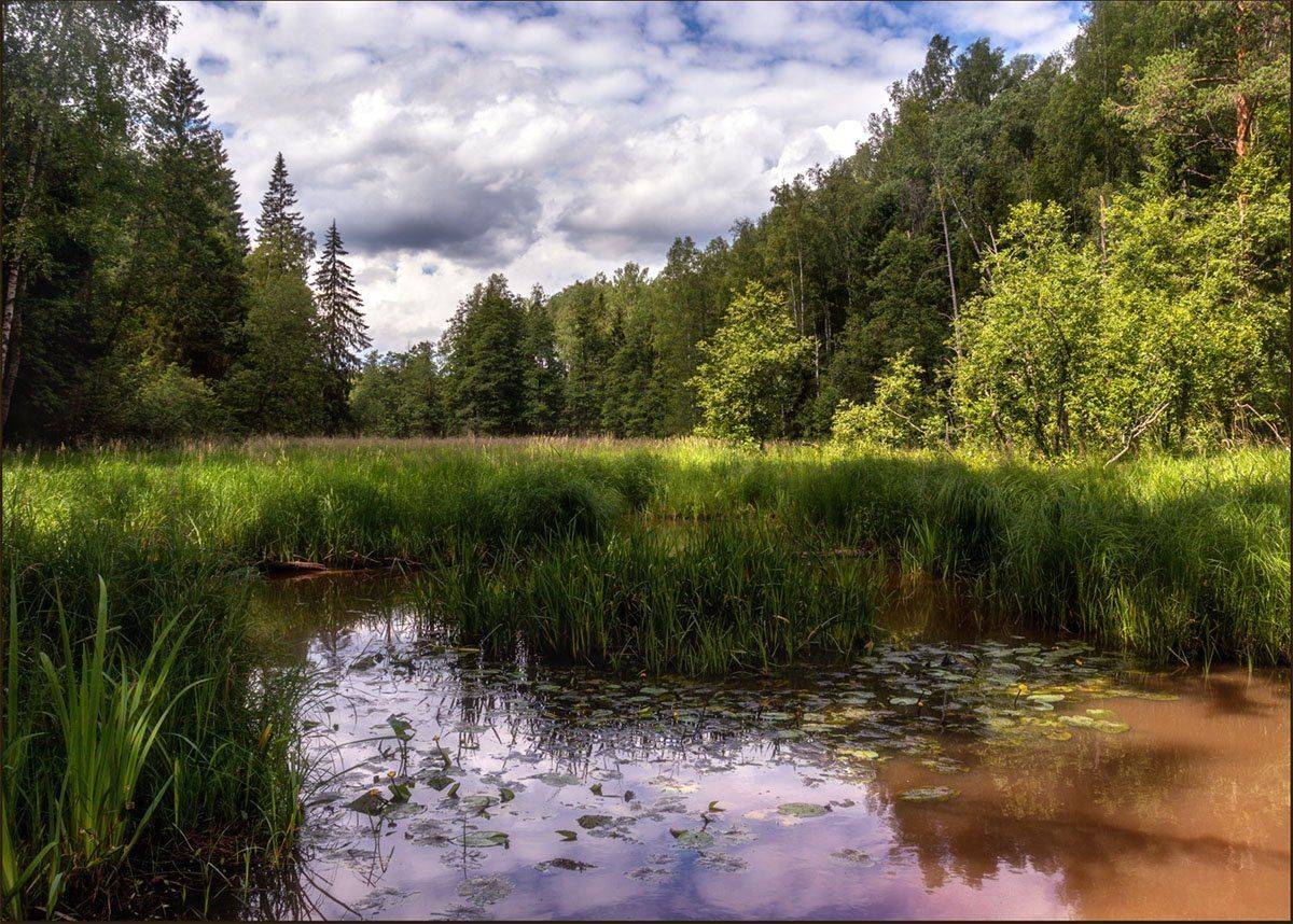 , Алексей Герасимов