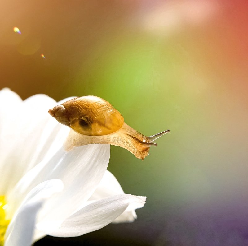 Snail фото превью