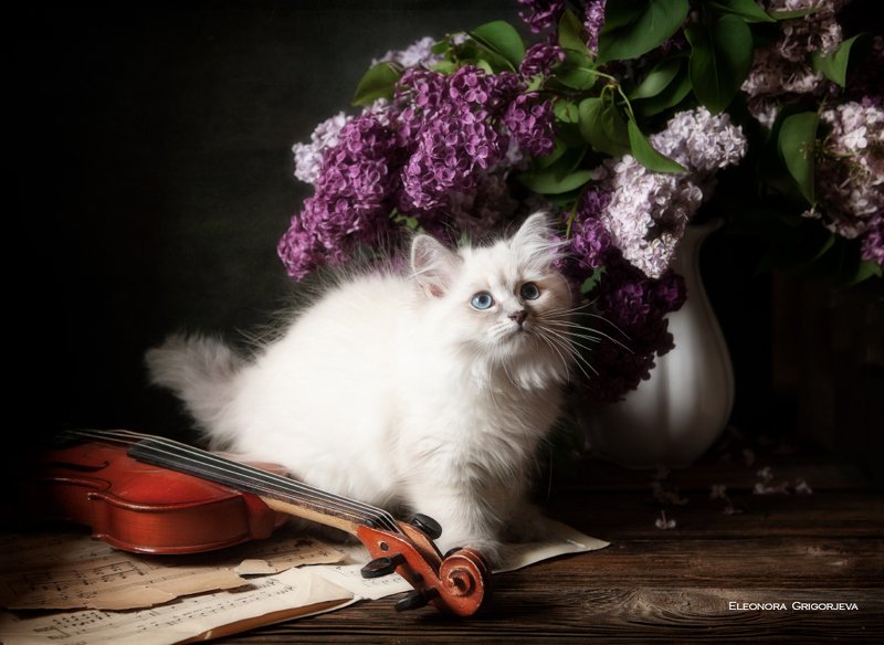 НатюрКотики. Невские маскарадные котята фото превью