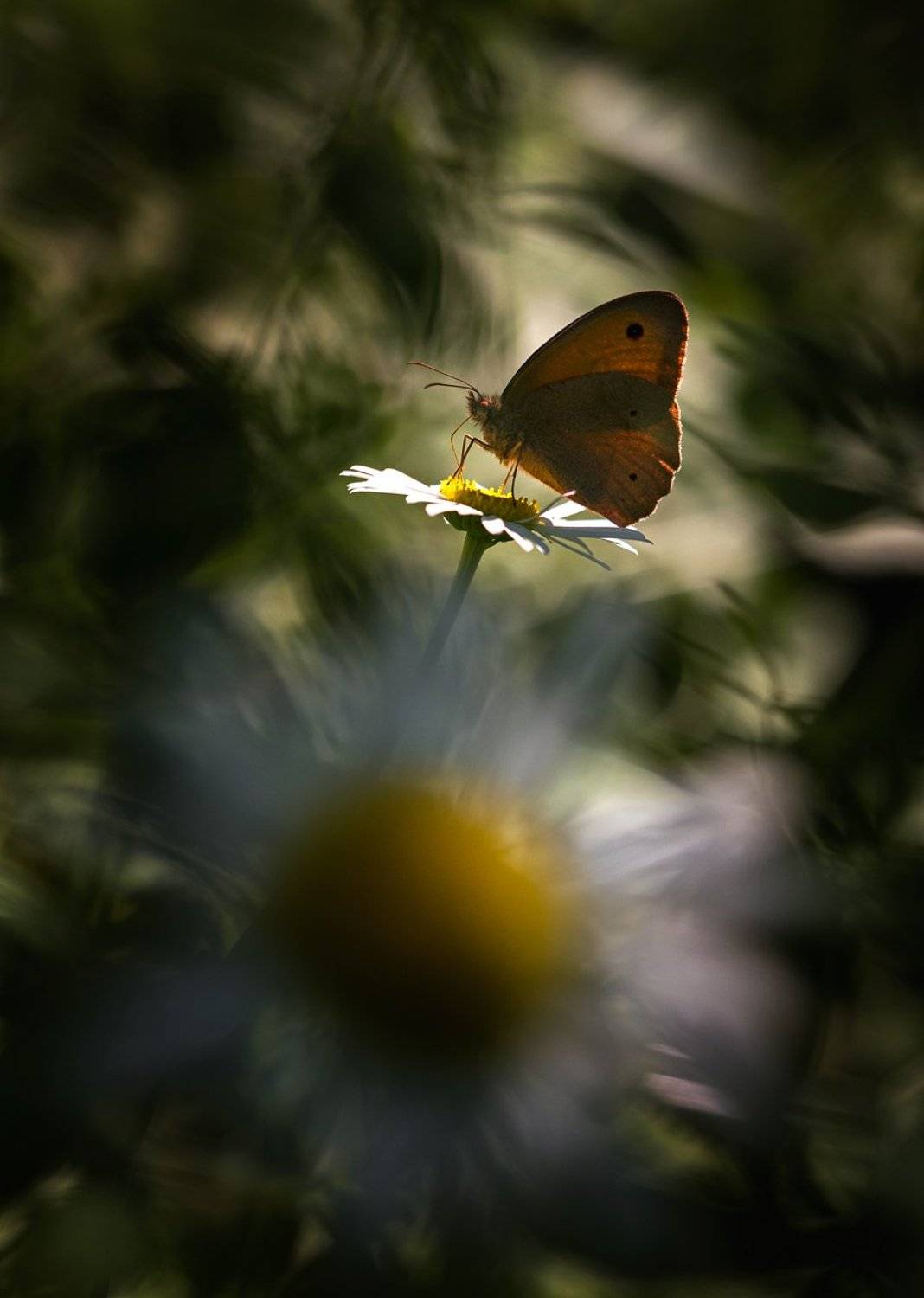 , Баранов Олег