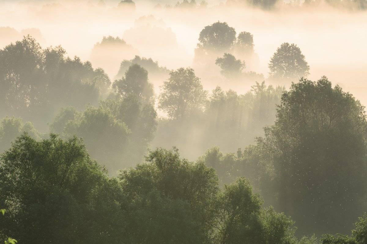 пейзаж,лето,туман,рассвет,россия,брянская область,красота,утро, Юлия Лаптева