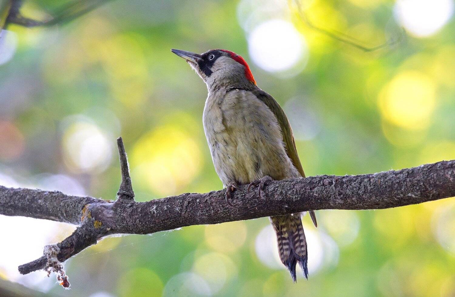 птица зелёный дятел, Руслан Сигушин