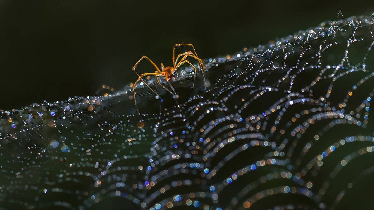 паук, паутина, капли, радуга, Наталия Сытина