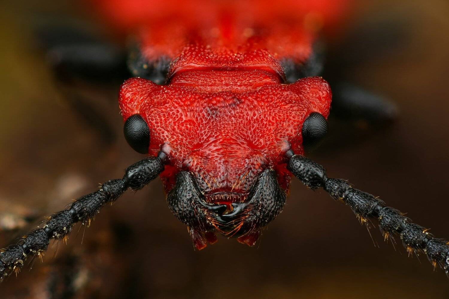 жук,макро,природа,усы,цвет,глаза,красный,портрет, Андрей Шаповалов