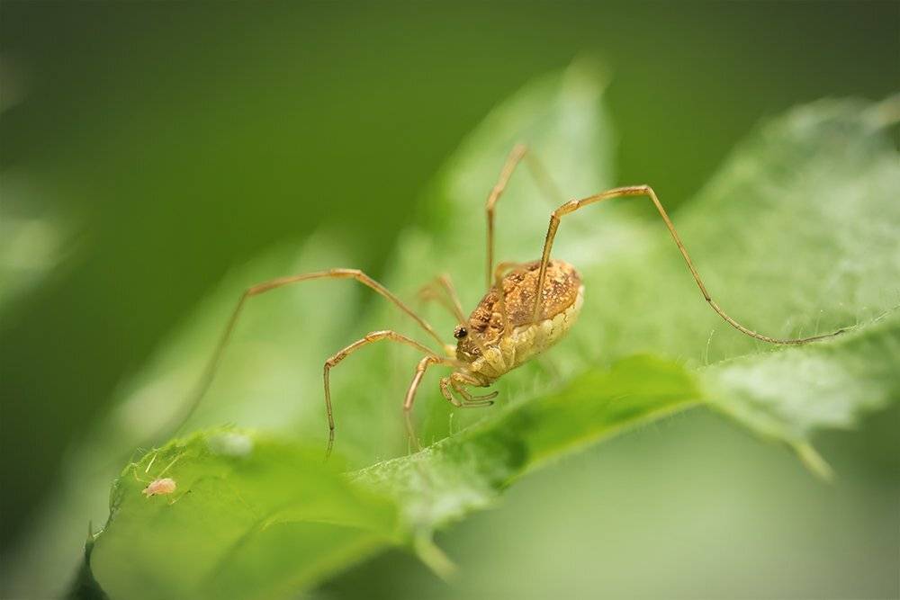 макро, сенокосец, паукообразный, macro, phalangium, Марина Хилько