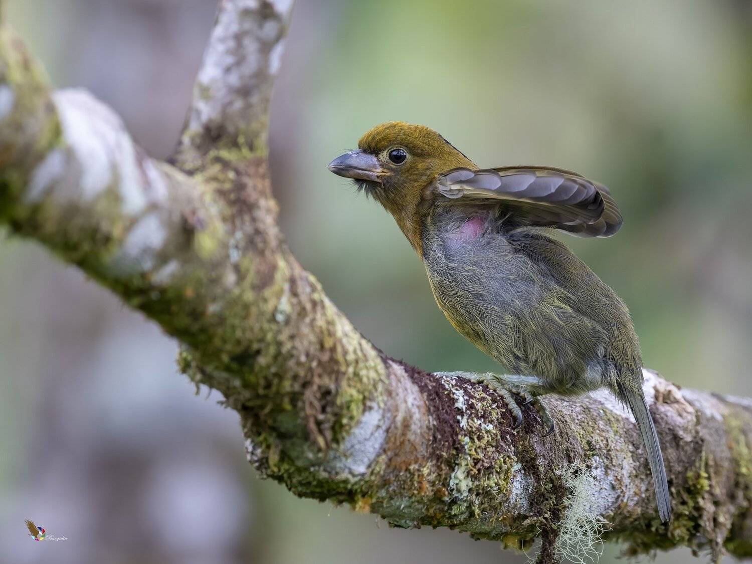 , Fernando Burgalin Sequeira