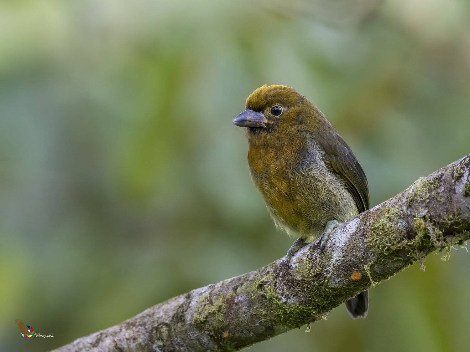 , Fernando Burgalin Sequeira