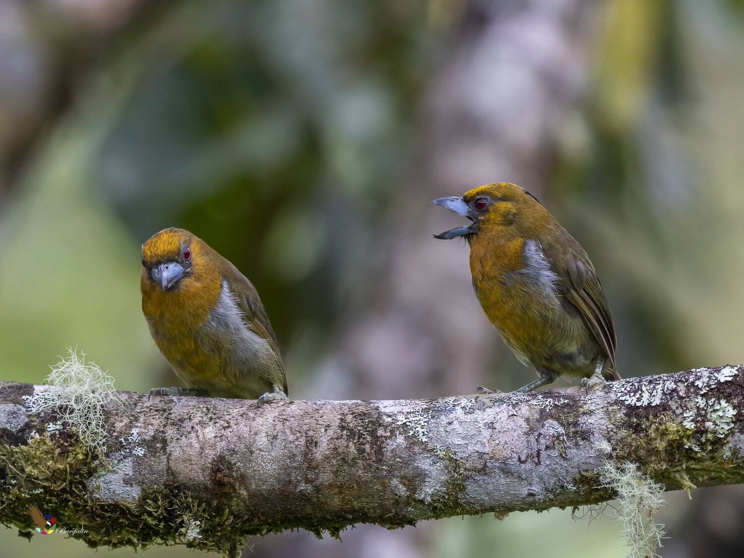 , Fernando Burgalin Sequeira