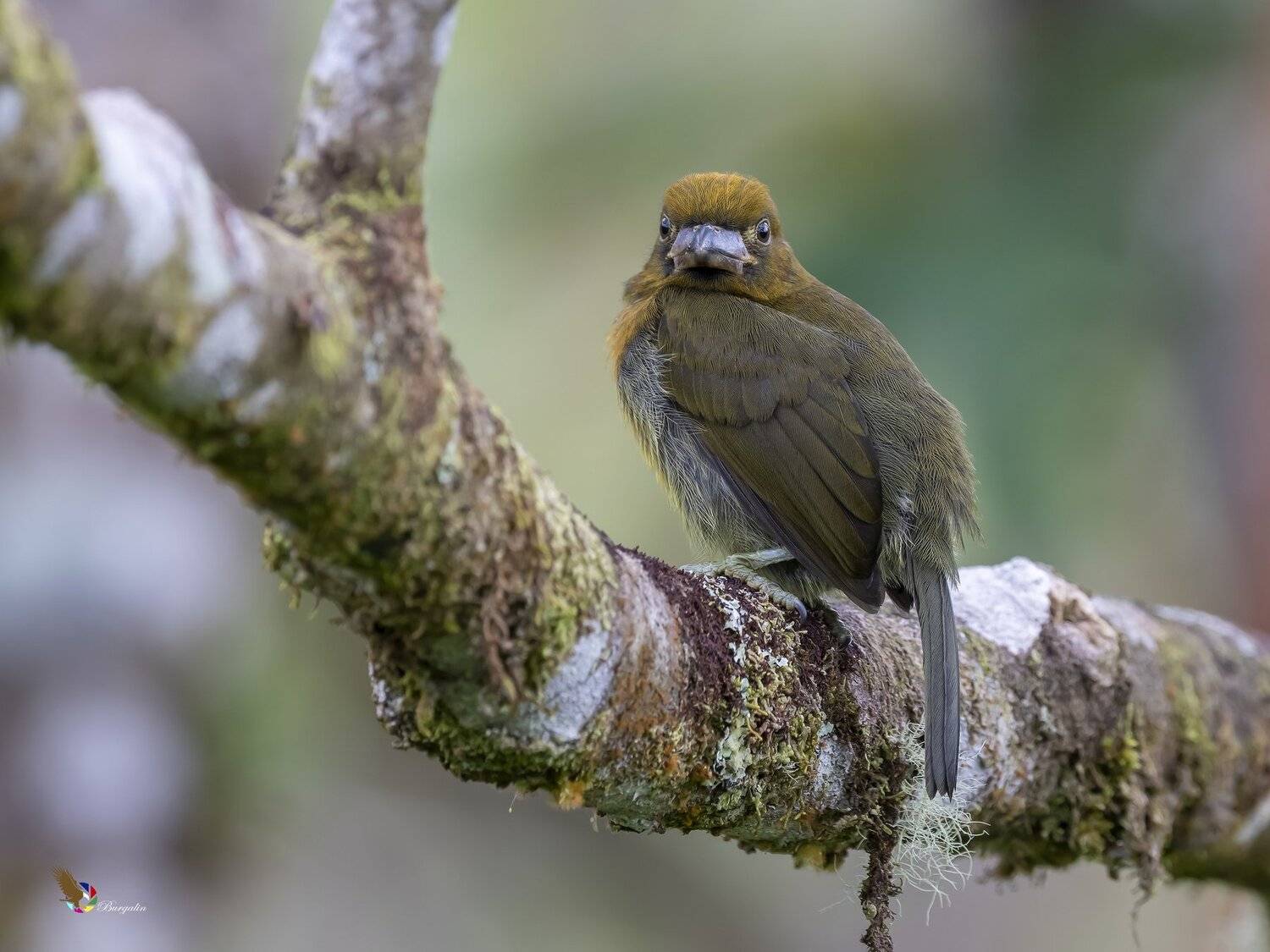 , Fernando Burgalin Sequeira