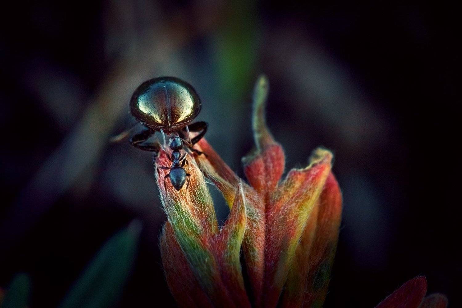 tokina 100 macro, macro lens, beautiful, красивый, moment, момент, nature, природа, wildlife, summer, лето, летняя, insect, насекомое, beetle, жук, pismire, муравей,, Наталья Терентьева