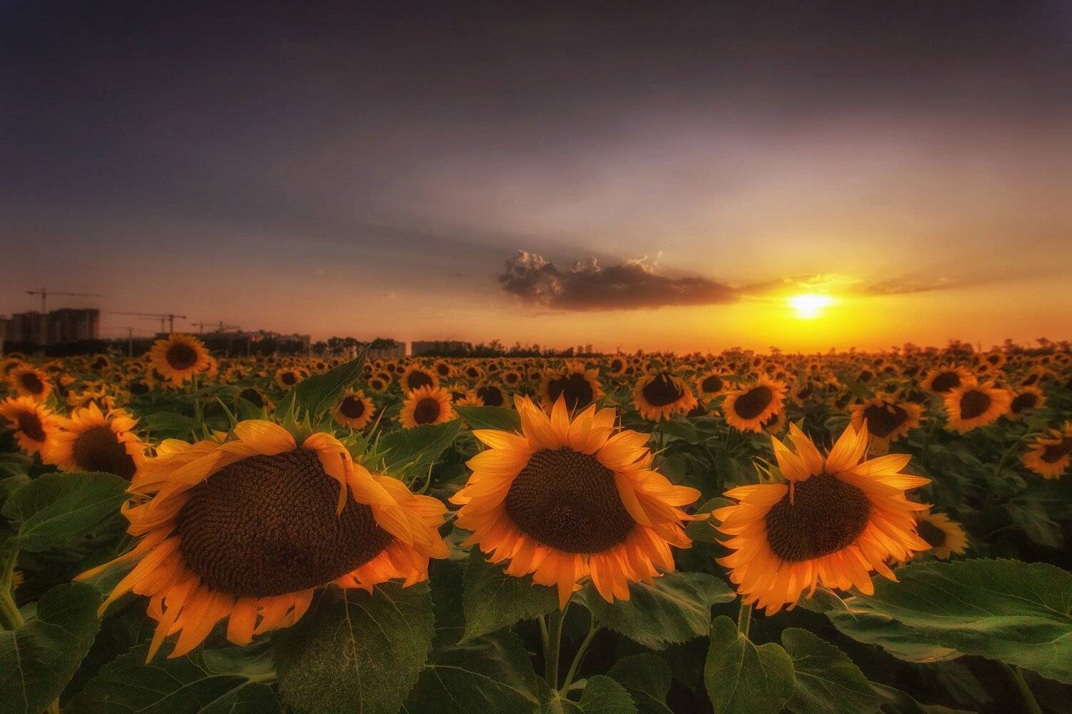 , Павел Сагайдак