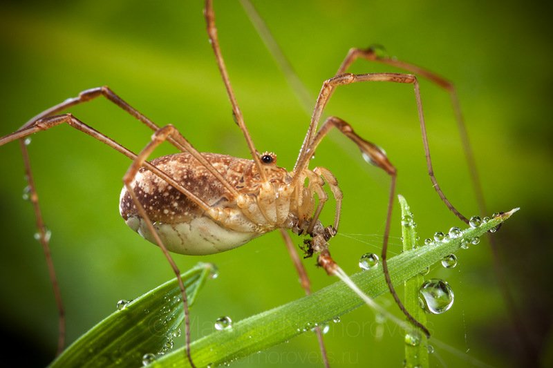A female of common harvestman (Phalangium opilio) / Самка обыкновенного сенокосца (Phalangium opilio) фото превью