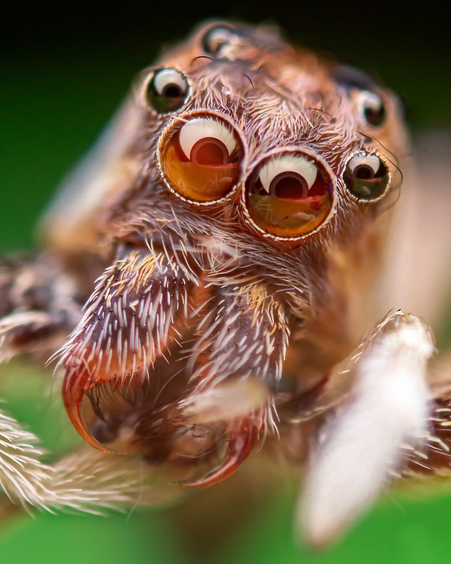 macro wildlife closeup insects The dangerous Bretuus sp. фото превью