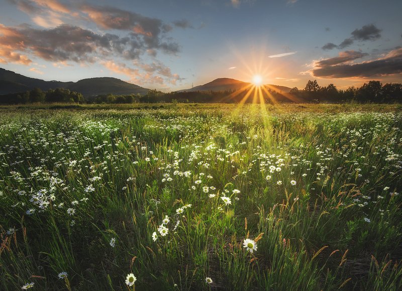 meadow, flowers, sunset, sunrise, sun, mountains, poland Flowers meadow фото превью