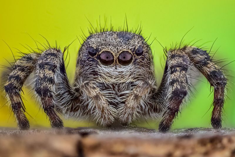 macro фото превью