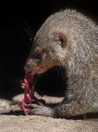 Mongoose dinner