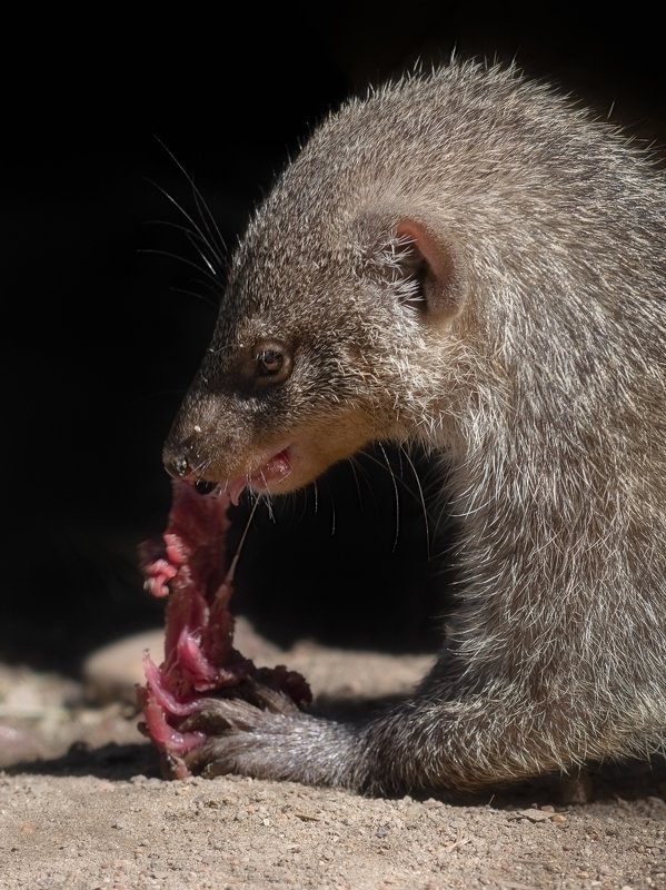 wild, wildanimal, wildanimals, wildlife, wildlifephotography, wild_animal, wildanimalphotography,беларусь,минский зоопарк,minsk zoo, belarus,мангуст,mongoose Mongoose dinner фото превью