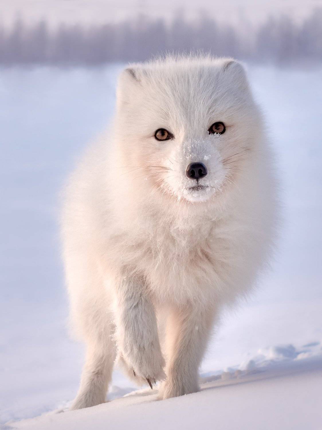 полярный лис, тундра, заполярье, зима, песец, Николай Купченко