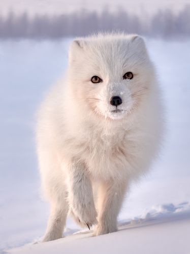 Как домашний.