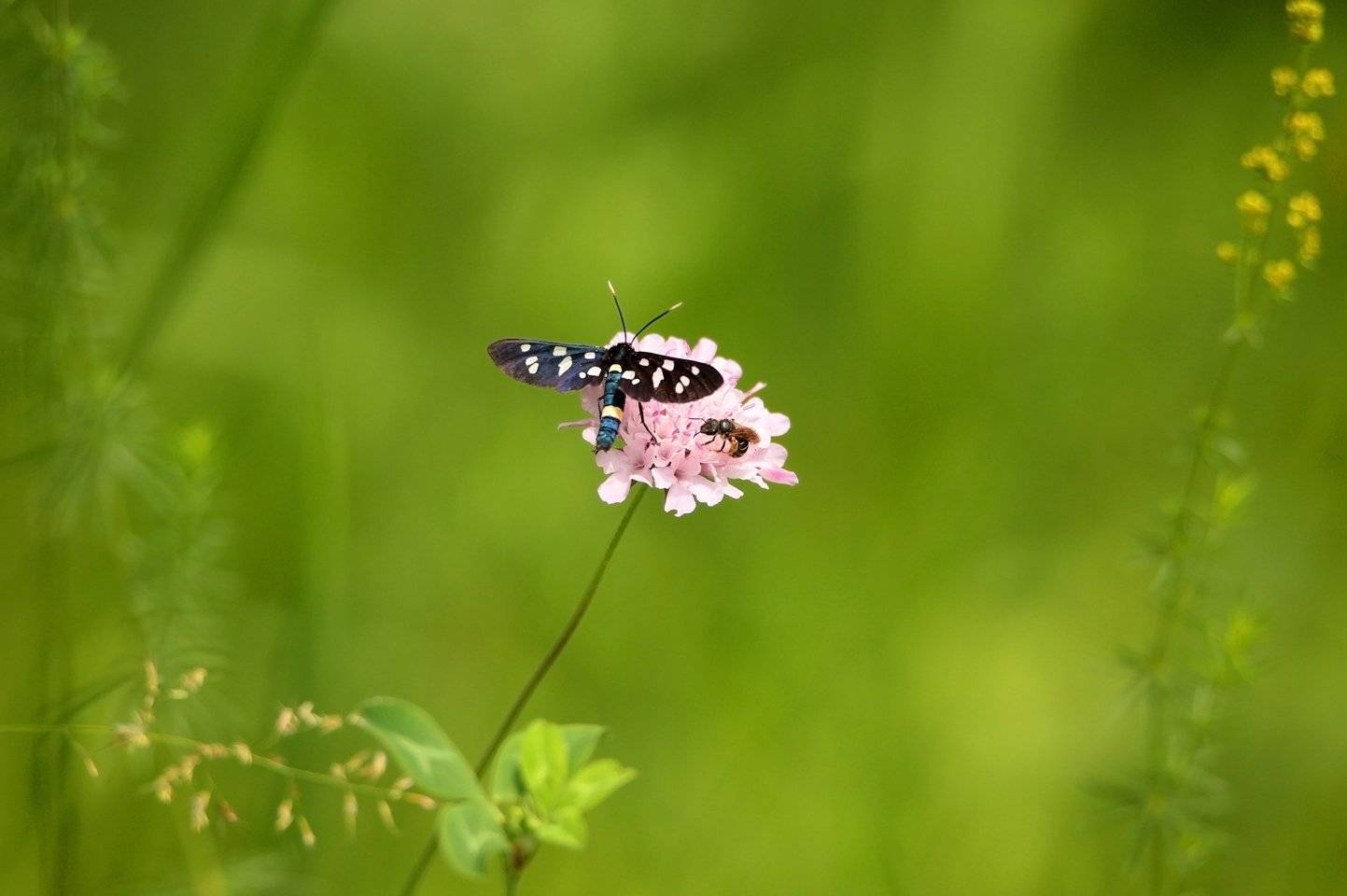 флора,фауна.бабочка,цветок.насекомое., Marat Magov