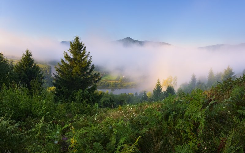 лето, панорама, пейзаж, Прикарпатье, путешествие, река, туман, Утро, Рыбник, Стрий, mist, view, foggy, pine trees, Stryi, fog, Landscape, light, morning, mountains, panorama, river, travel, Ukraine Туманы Прикарпатья фото превью