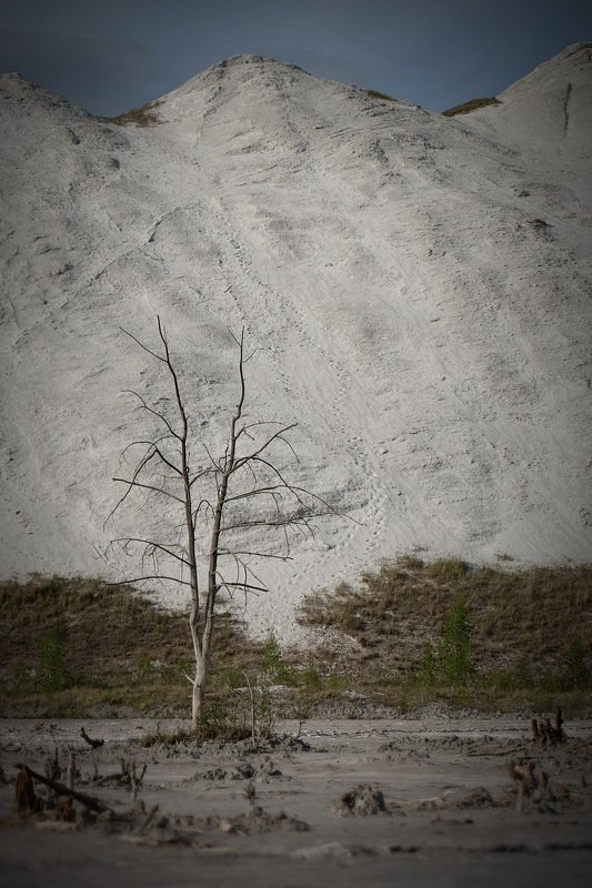 беларусь, гомель, горы, экология The lust tree(I) фото превью