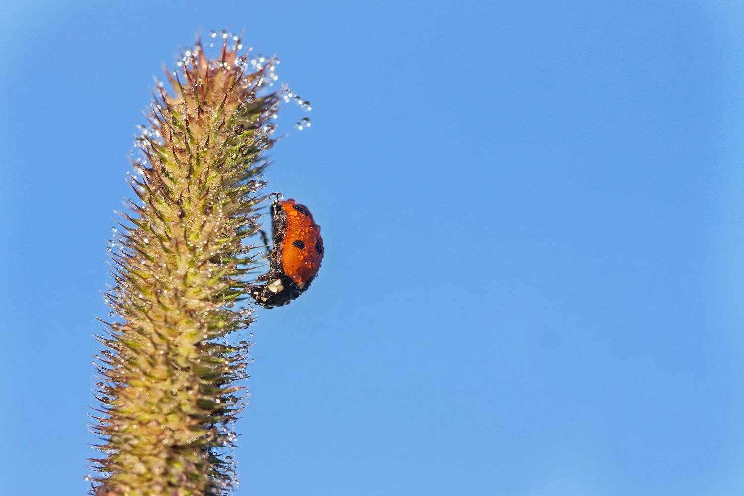 , Екатерина Бакулина