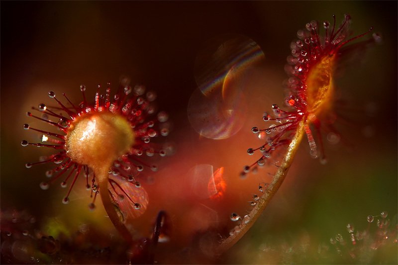 Росянка круглолистная фото превью