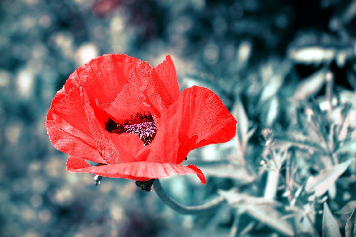 маки, цветок, цветы, соцветие, соцветия, flowers, poppy, papaveraceae, ranunculales, dicotyledones, Дмитрий Салтыков