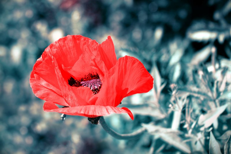 маки, цветок, цветы, соцветие, соцветия, flowers, poppy, papaveraceae, ranunculales, dicotyledones Красавец и чудовище... фото превью