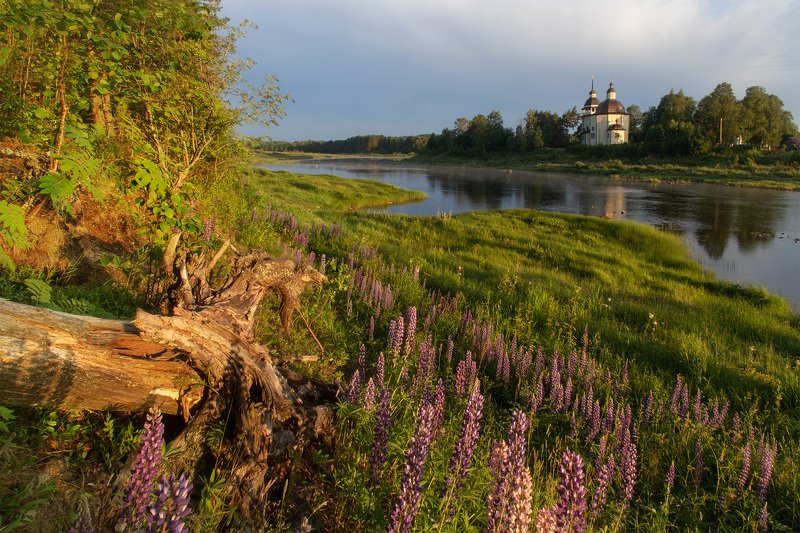 Люпины в Курпово фото превью