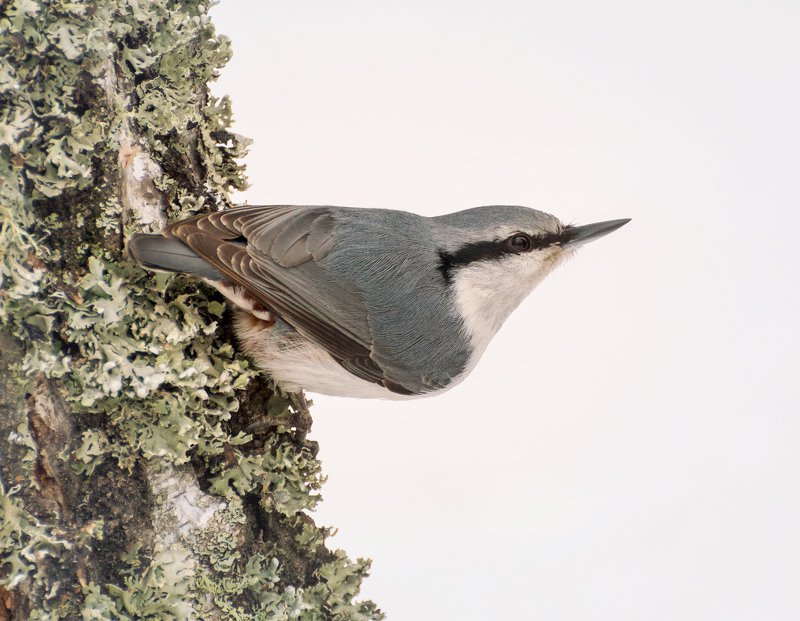 птица, поползень, поползень.. фото превью