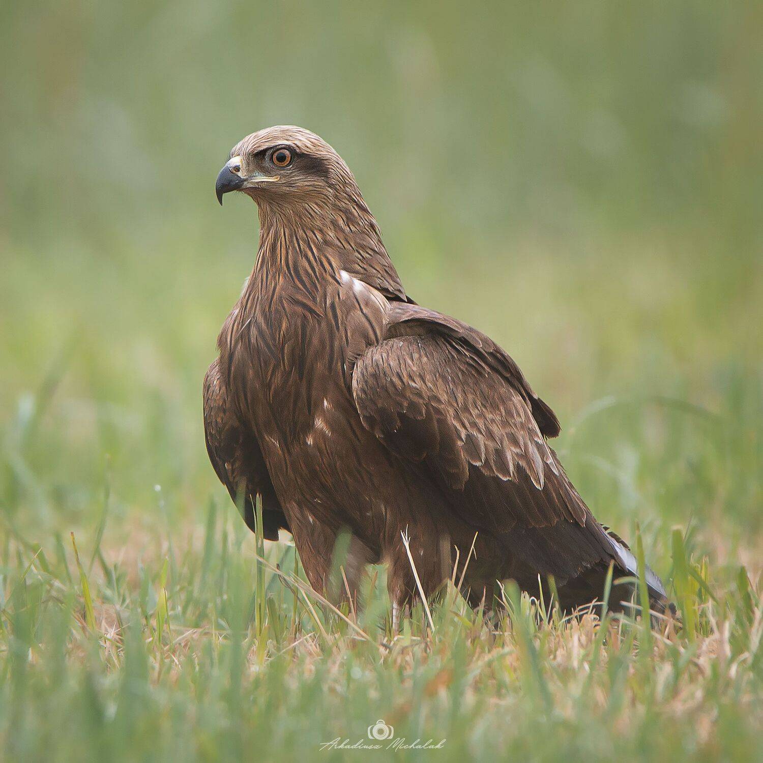 , Arkadiusz Michalak