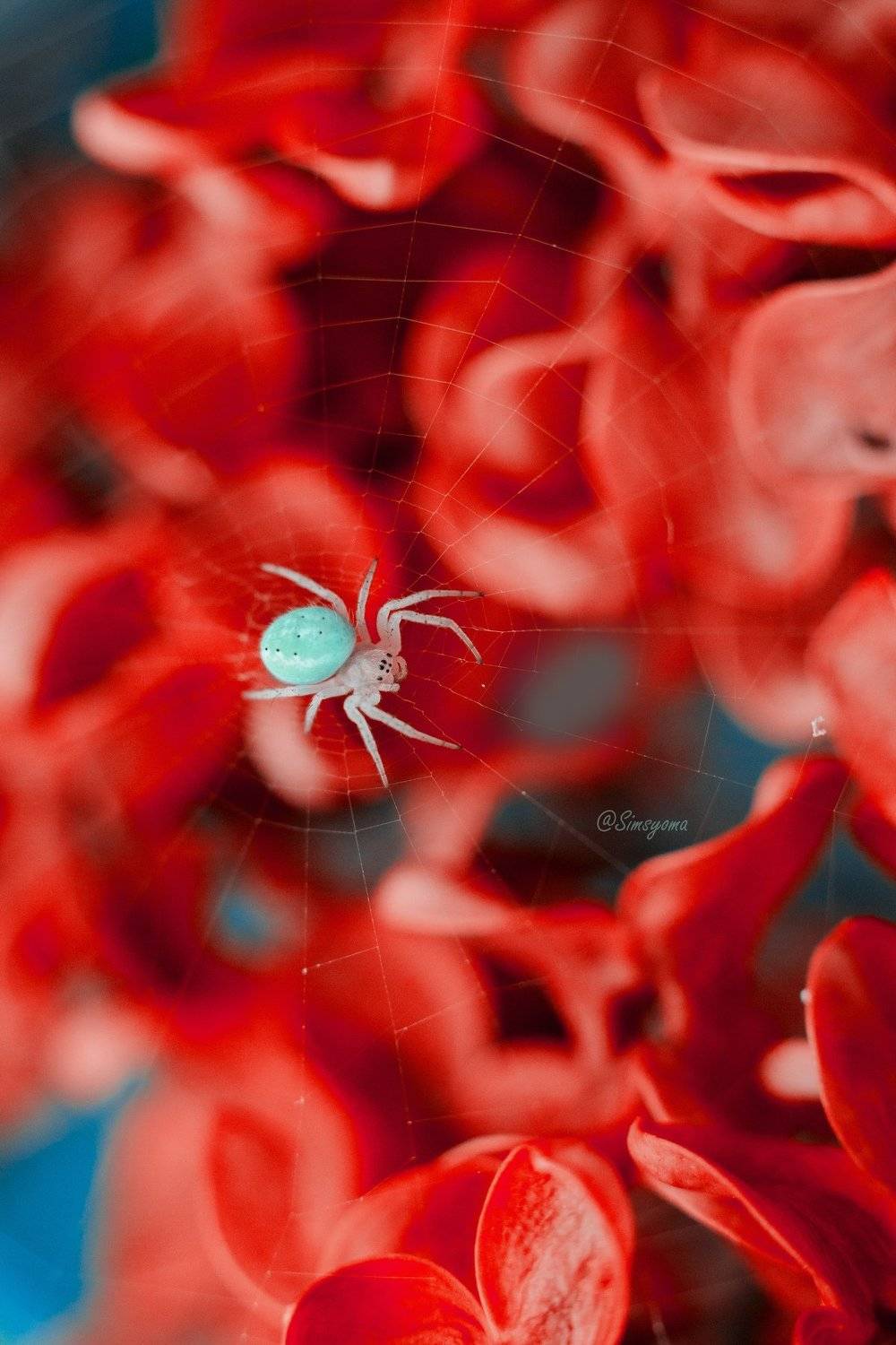 макро, природа, nature, macro, насекомые, insect, паук, spider, Юлия Хворостяная