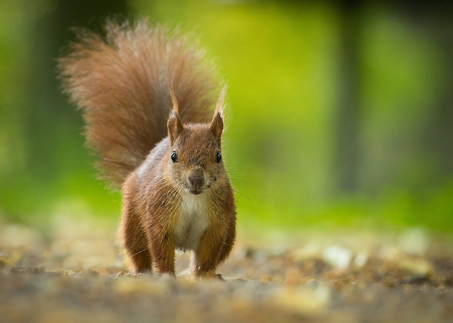 , Robert Adamec
