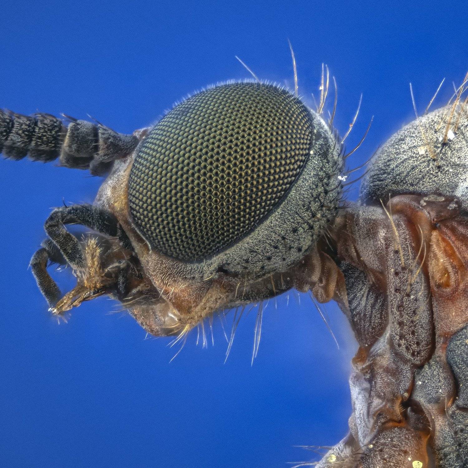 , Сергей Федоренко