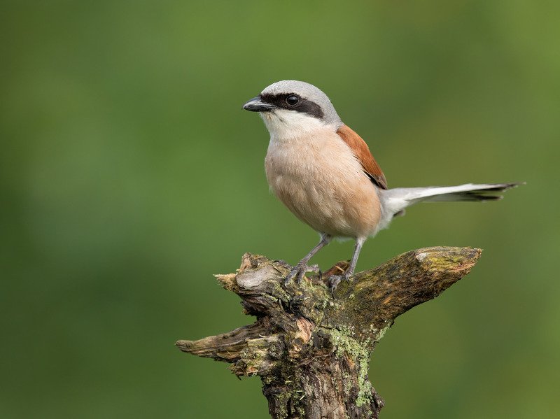 жулан, птицы, Жулан фото превью