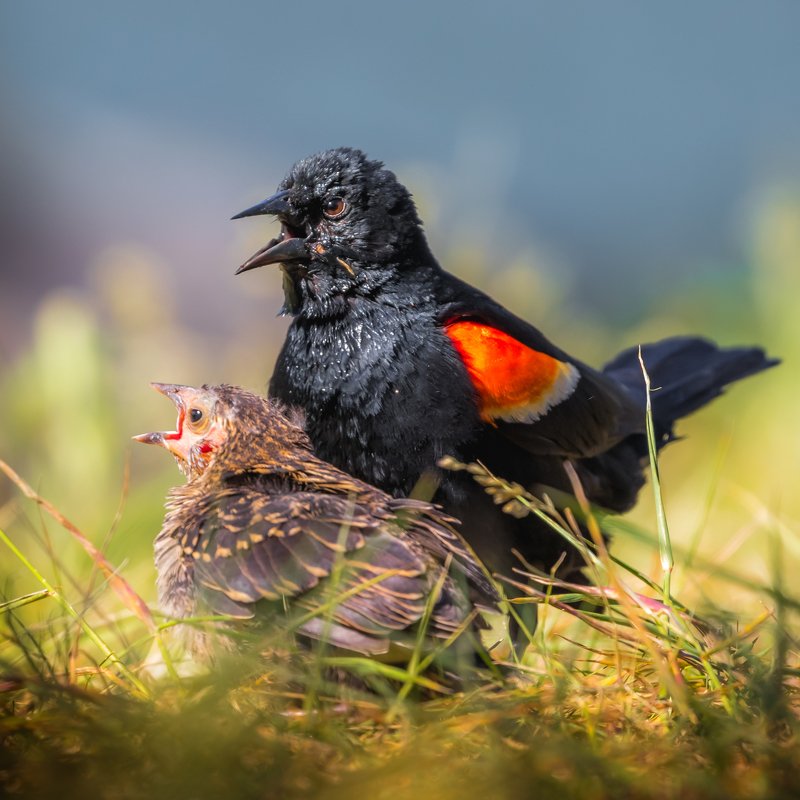 Red-winged Blackbird and his chick фото превью