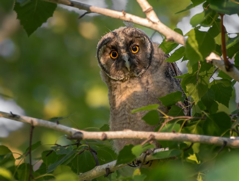 Любопытная.. фото превью