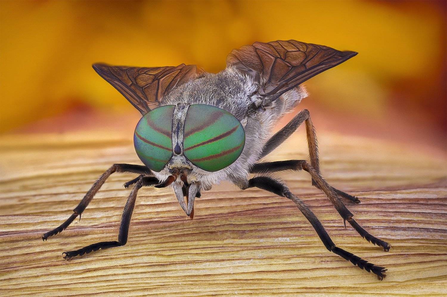 ceclii, macro, nikon d3400, lomo 3.7, Tsvetan Ganev