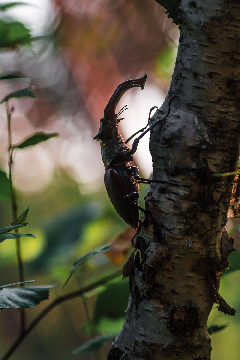 , Роман Зайцев