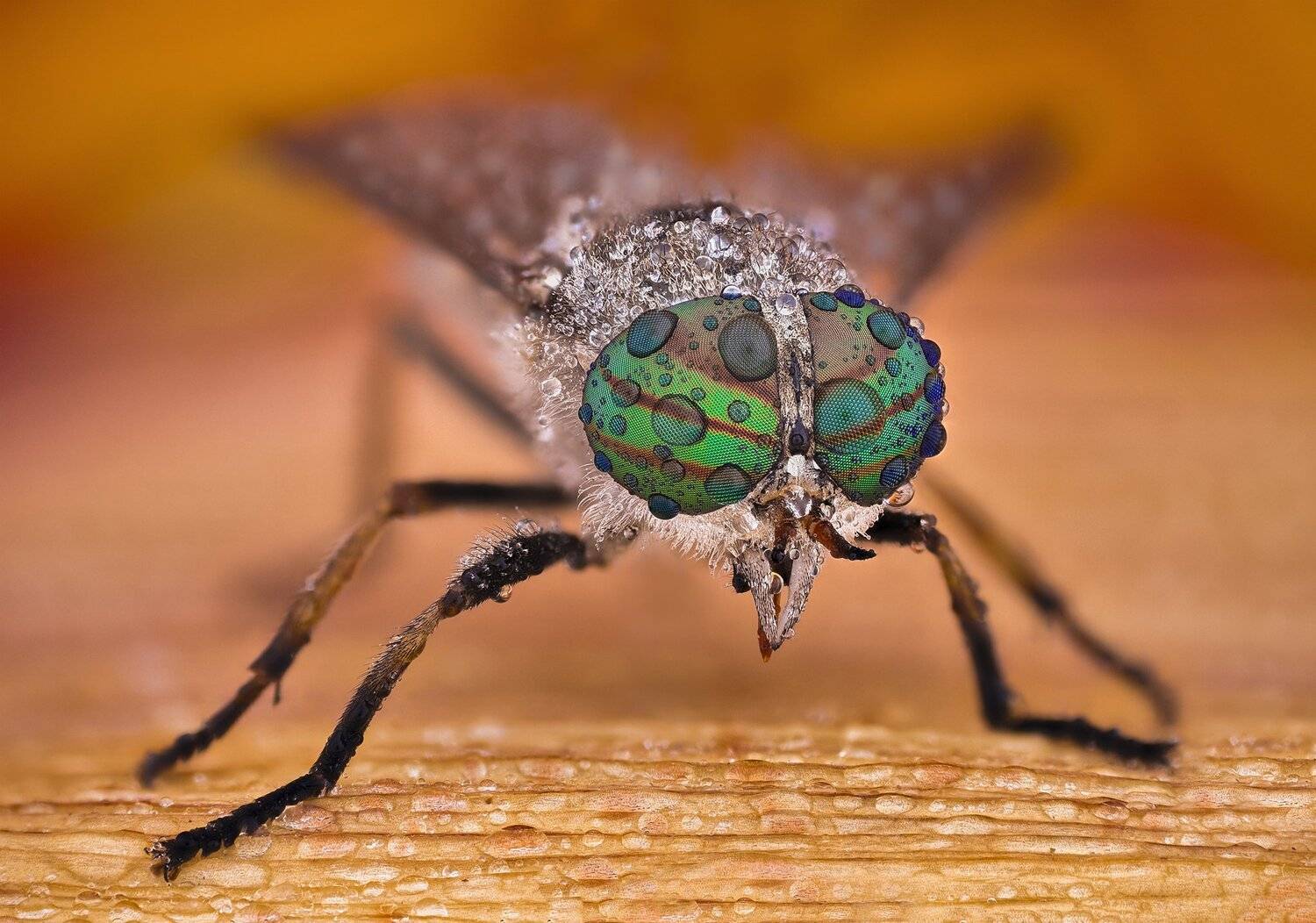 ceclii, macro, nikon d3400, lomo 3.7, Tsvetan Ganev