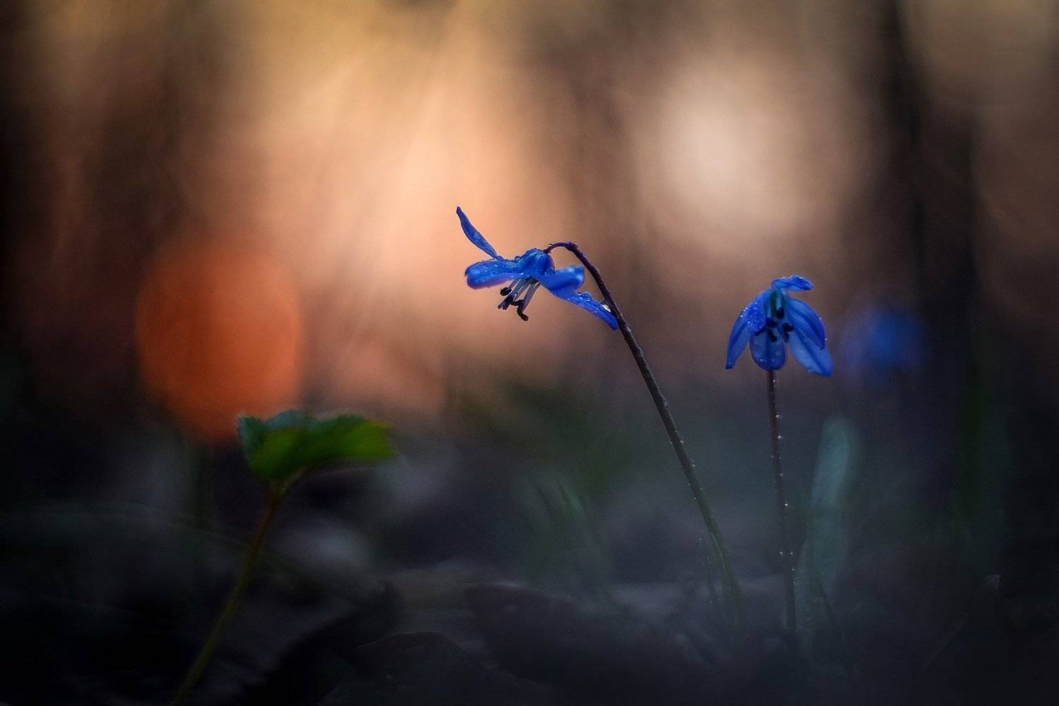 macro, flowers, nature, macrophoto, silence, пролески, весна, цветы, макро, природа, тишина, вчувствование, Виктория Быканова
