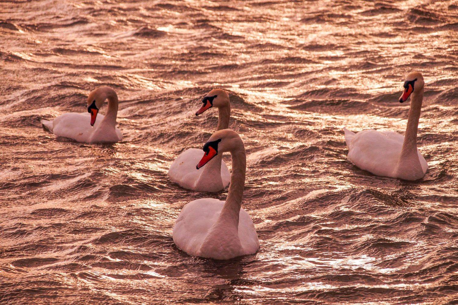 лебеди, Сергей Прокофьев