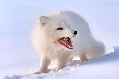 Полярный лис. Моменты.