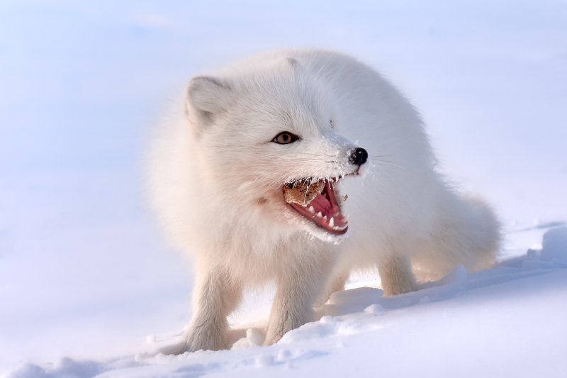 полярный лис, тундра, заполярье, зима, песец Полярный лис. Моменты. фото превью