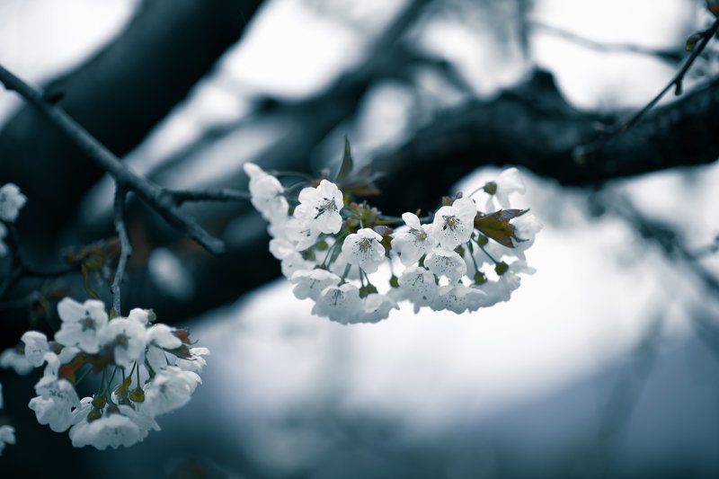 #appletree #spring #rain #flowers #bloom #dark Spring фото превью