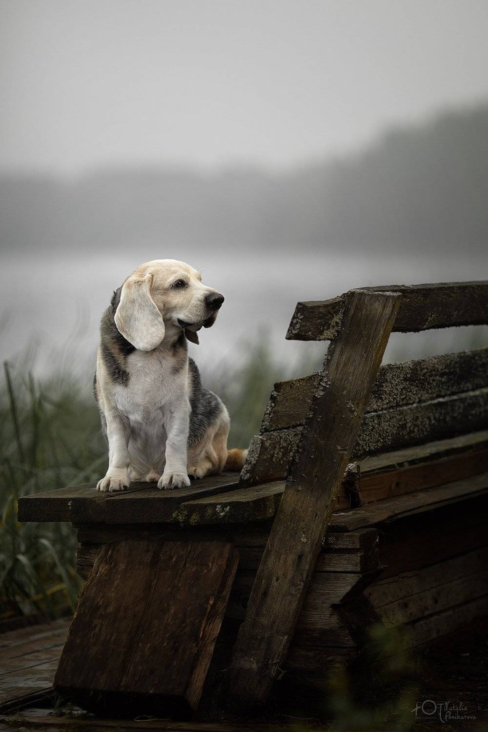 , Наталия Поникарова