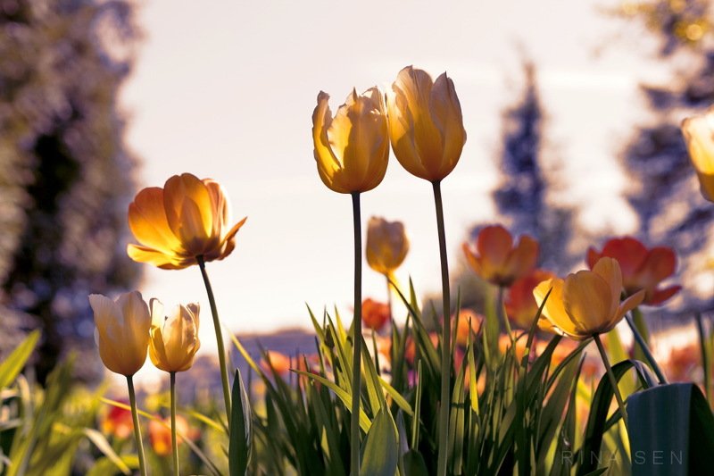 *** фото превью